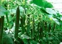 黄瓜栽培与病虫害防治全集教程截图