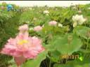 常见花卉园艺种植技术教学视频截图