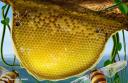 蜜蜂饲养蜂蜜高产实用技术教学视频截图