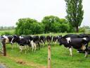 奶牛饲养全程管理技术教学视频截图