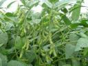 大豆经济作物种植管理教学视频截图