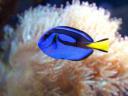 家养热带鱼饲养技术教学视频截图