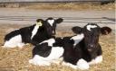 奶牛养殖高产饲养技术视频教程截图