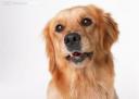 拉布拉多犬家庭饲养技术教程截图