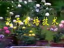 花草栽培技术视频截图