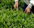 茶叶生产种植技术视频截图