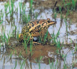 泰国虎纹蛙养殖技术视频截图